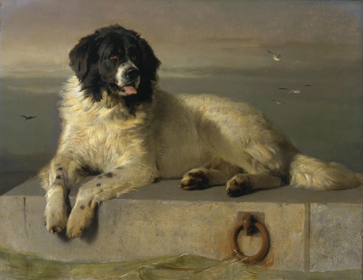 Målningen A Distinguished Member of the Humane Society av Edwin Landseer