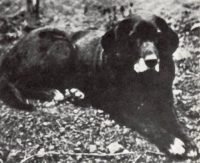 Nell