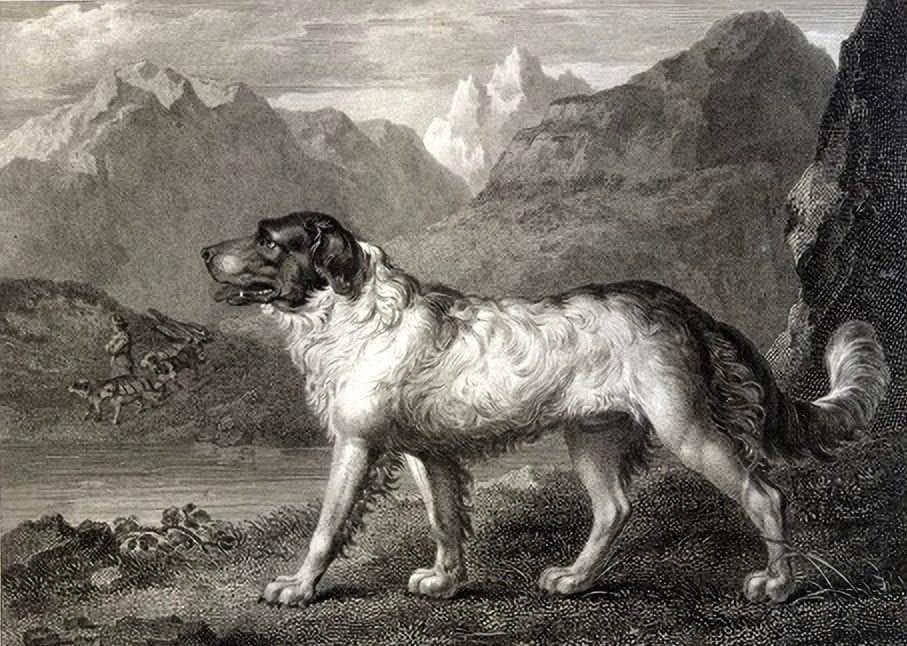 Newfoundland dog 1803